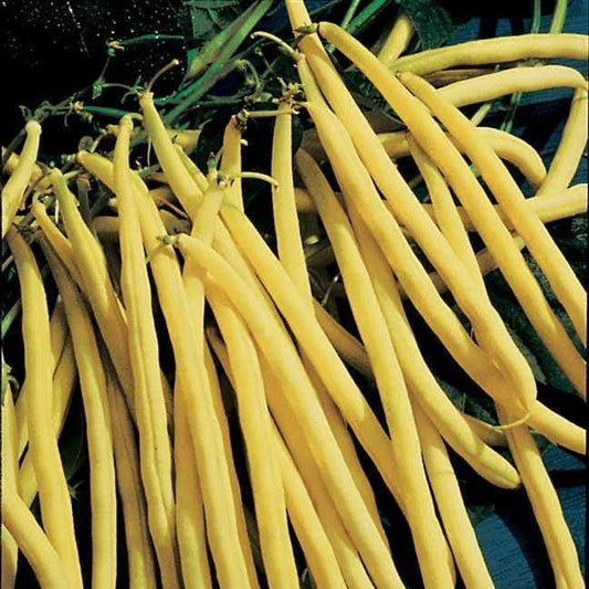 Park Seed Bean Seeds Harvest and Grow Your Own Spring Garden Vegetables, Rocdor, Pack of 100