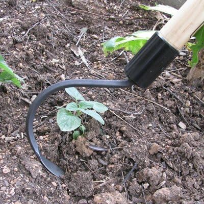 CobraHead® Long Handle Weeder & Cultivator Garden Tool - Forged Steel Blade - Natural 48-Inch Hardwood Handle - Ergonomically Designed for Digging, Edging & Planting - Perfect for Big Gardening Jobs