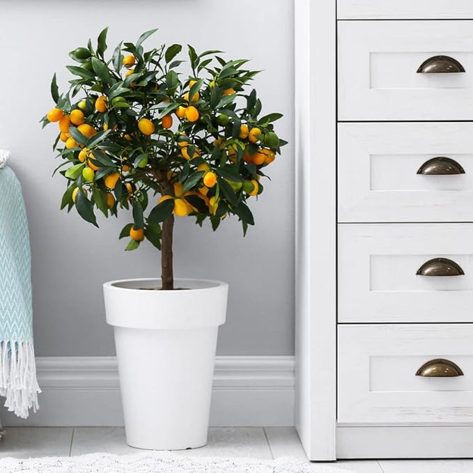 Gardenera's Premium Kumquat Soil Mix - Quick Drain Potting Soil for Growing and Repotting Citrus Japonica - 3 Quart