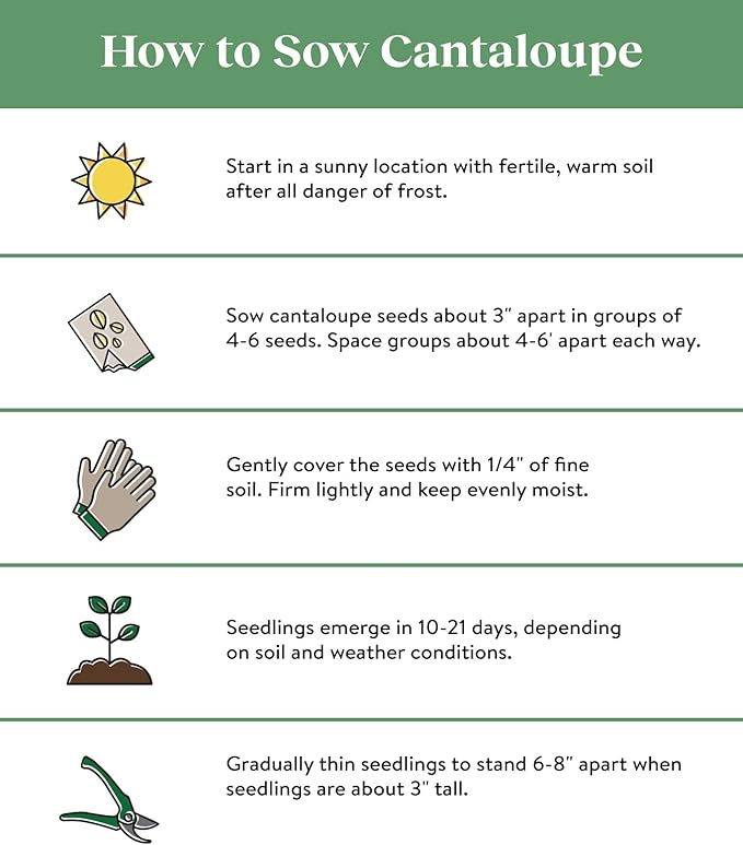 Burpee Ambrosia Cantaloupe Melon Seeds 30 seeds