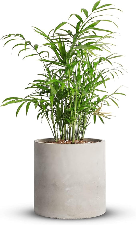 Mozing Cement Plant Pots Indoor - 4.8 inch Concrete Planter Pot for Planting - Modern Stone Clay Flower Pot with Drainage Hole for Garden, Home, Office Decor, Grey
