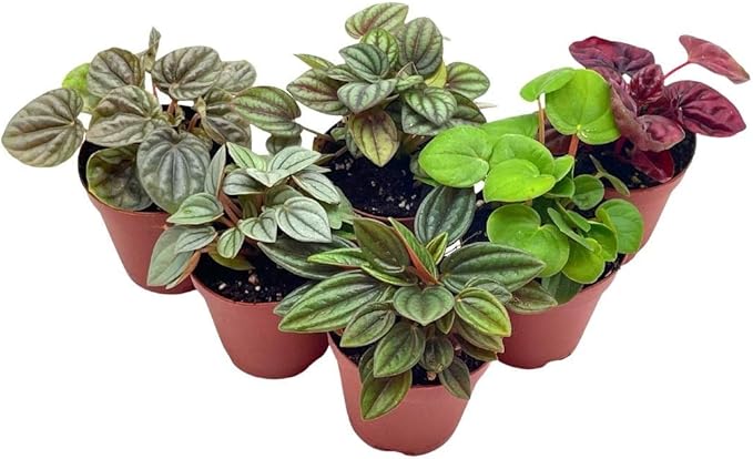 BubbleBlooms Peperomia Assortment, 6 Different peperomias in 2 inch pots Grower's Choice