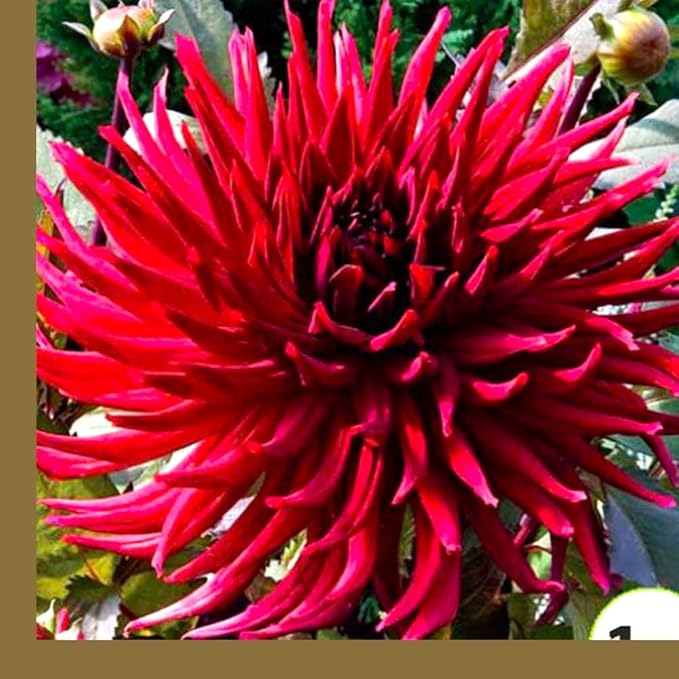 Needle Cactus Dahlia Seed Mix 50 Non-GMO Seeds for Planting