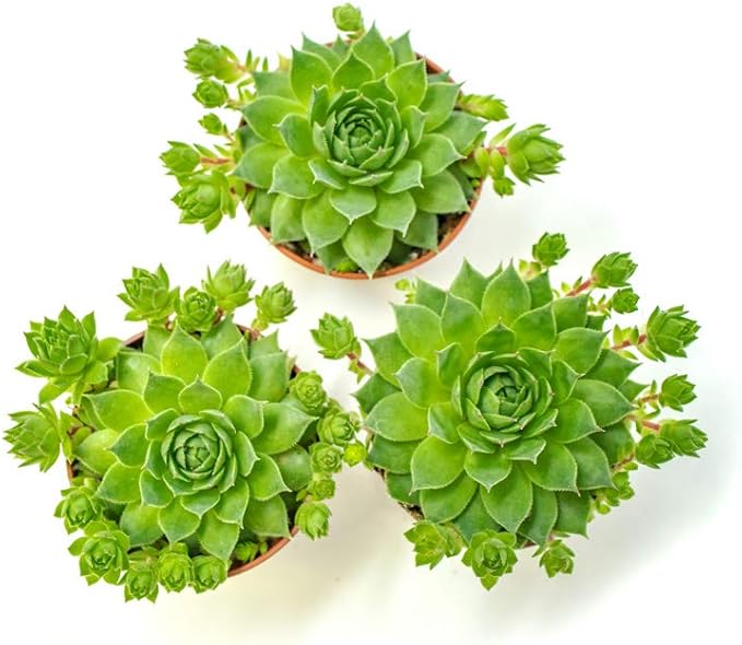 Sempervivum Succulents Plants Live Indoor Plants (3PK), Sempervivum Plants Live Houseplants, Hen and Chicks Live Plants Indoor House Plants, Rosette Succulent Plants in Plant Pots by Plants for Pets