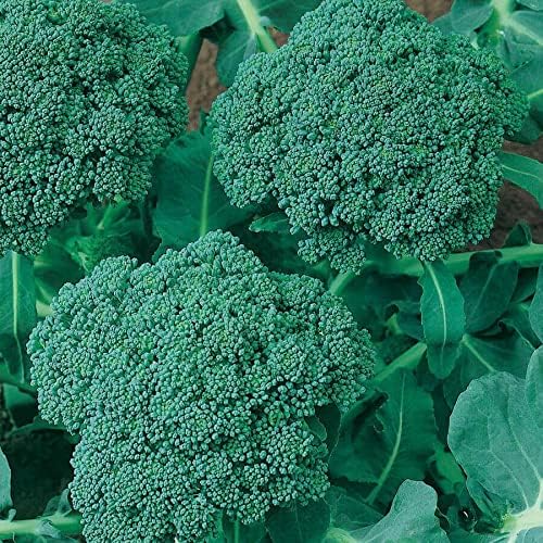 Park Seed Variety of Broccoli Plant Seeds, Easy to Grow, Perfect for Garden, Waltham 29 Heirloom Broccoli Seeds, Pack of 100 Seeds