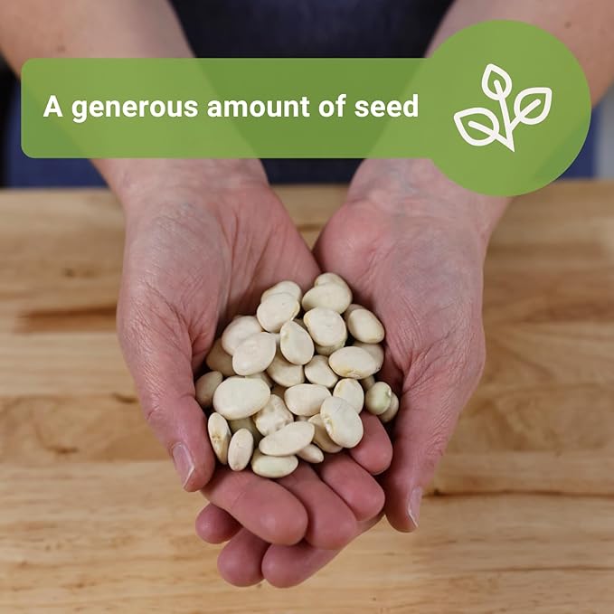 Sow Right Seeds - Bulk Fordhook Lima Bush Bean Seeds for Planting - 2 Ounce, 55 Seeds - Non-GMO Heirloom Jumbo Pack with Instructions to Plant an Outdoor Home Vegetable Garden - Bountiful Harvest