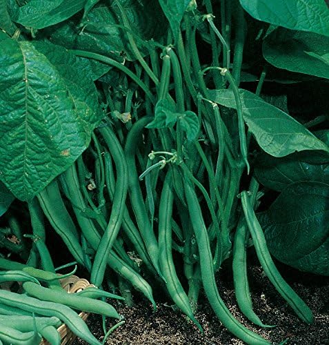 Burpee Blue Lake 274 (Organic) Bush Bean Seeds 2 ounces of seed