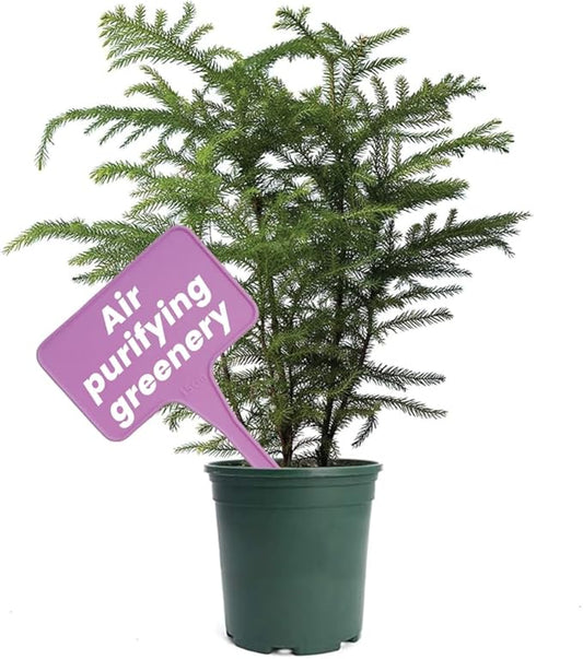 American Plant Exchange Live Norfolk Island Pine Plant, Plant Pot for Home and Garden Decor, 6" Pot