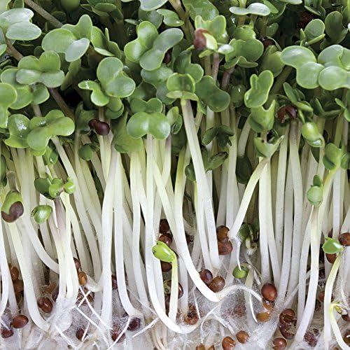 Park Seed Variety of Broccoli Plant Seeds, Easy to Grow, Perfect for Garden, Broccoli Sprouting Seeds, Pack of 3000 Seeds