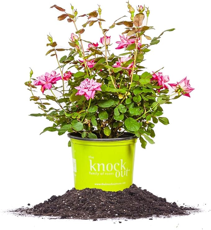 PERFECT PLANTS Double Knock Out Rose Live Plant, 1 Gallon, Green and Pink
