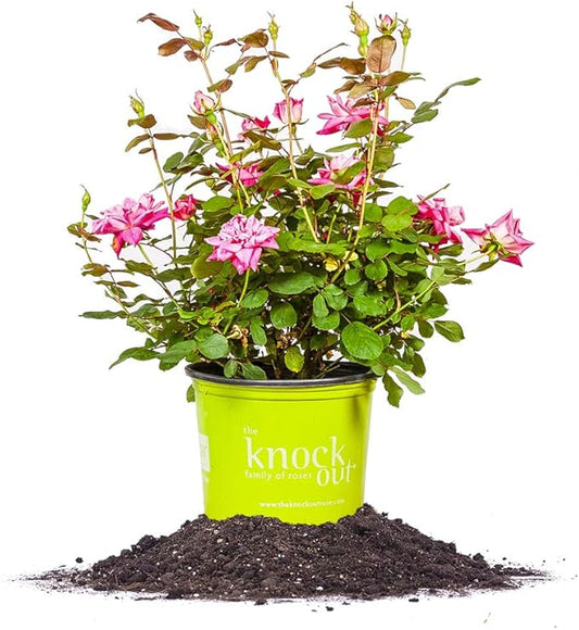 PERFECT PLANTS Double Knock Out Rose Live Plant, 1 Gallon, Green and Pink