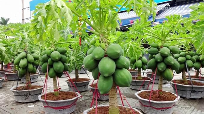 Gardenera Papaya Plant Potting Soil - All-Natural Blend for Thriving Papaya Plants - Boosts Root Health and Fruiting Potential - 10 Quart