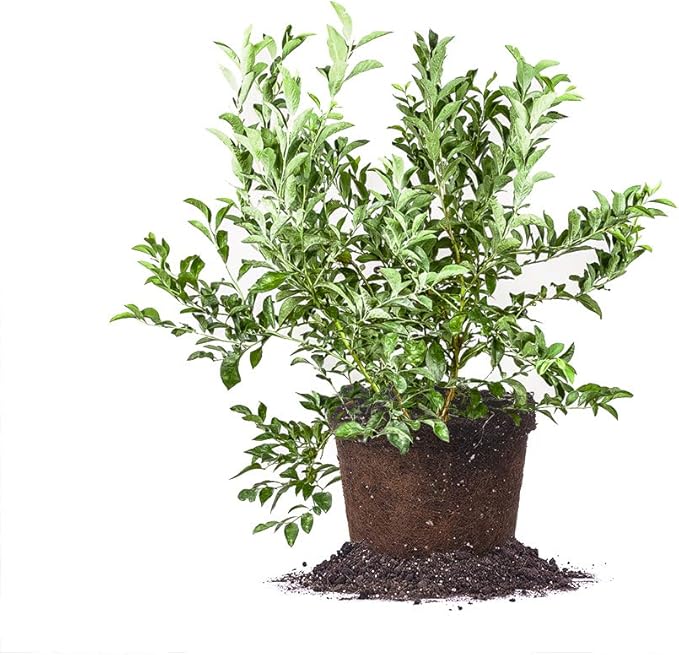 PERFECT PLANTS Premier Blueberry Live Plant, 3 Gallon, Includes Care Guide