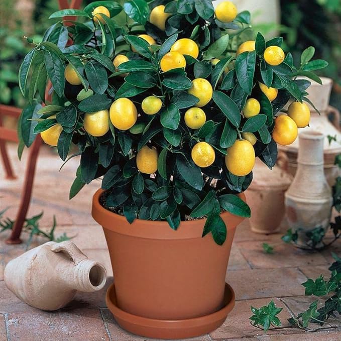 Gardenera's Premium Citron Tree Soil Mix - The Ideal Blend of Nutrients and Aeration for Growing Healthy and Productive Citrus Medica Trees - 10 Quart