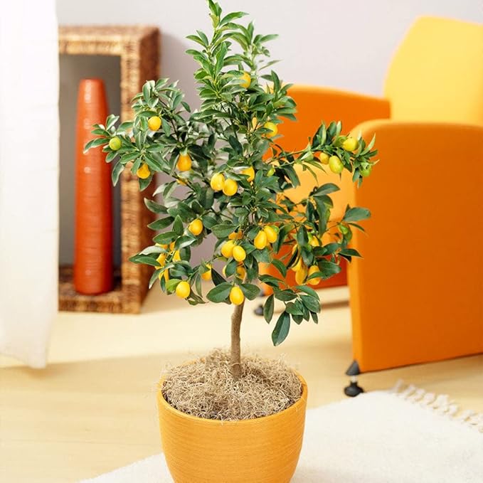 Gardenera's Premium Kumquat Soil Mix - Quick Drain Potting Soil for Growing and Repotting Citrus Japonica - 3 Quart