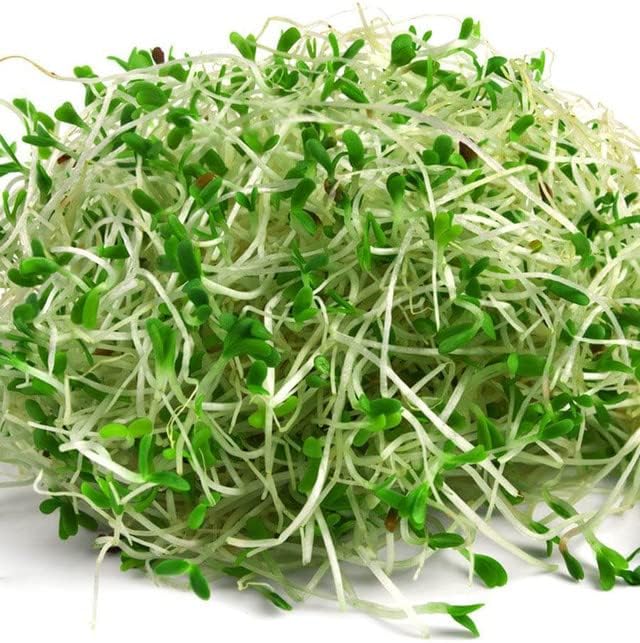 Todd’s Seeds - Alfalfa Seeds - 16 Oz Bulk Alfalfa Sprouting Seeds - Resealable Bag - Highest Germination - Non-GMO, Chemical Free (Better than Organic!) - Perfect for Home Gardening and Healthy Eating