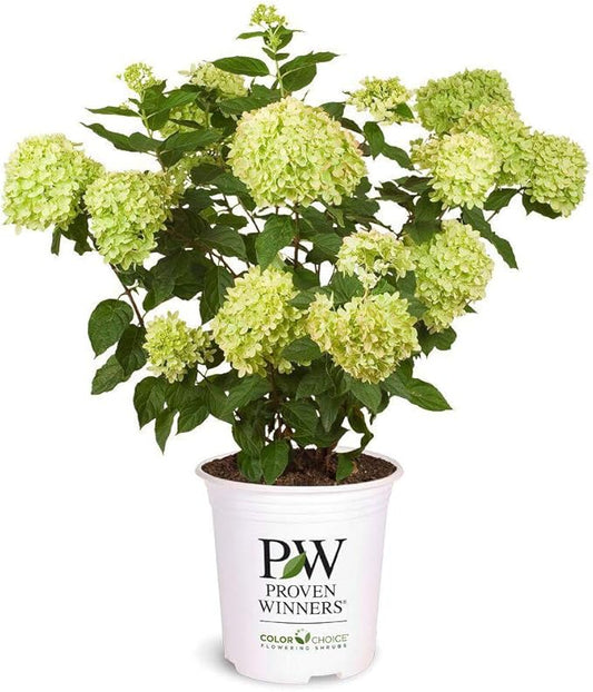 2 Gal. Little Lime Hydrangea Shrub