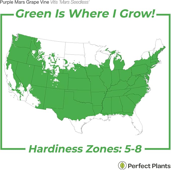 PERFECT PLANTS Mars Grape Vine in 3 Gallon Grower's Pot | Delicious Seedless Fruits for Home Trellis | Can Be Used for Jellies, Eaten Fresh, and More