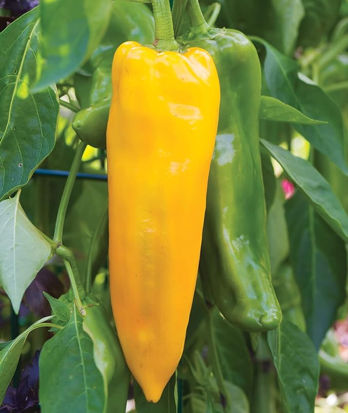 Burpee Big Daddy Sweet Pepper Seeds 40 seeds