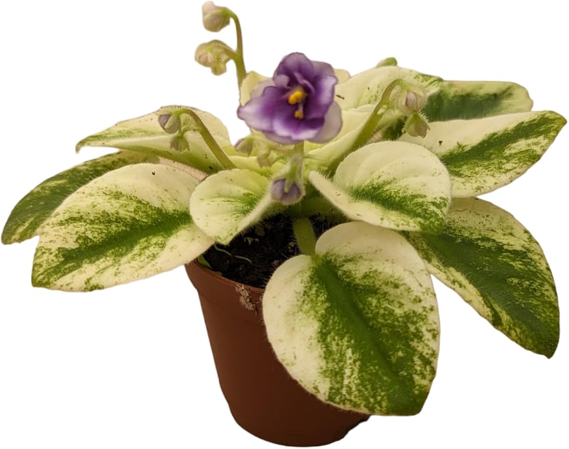 Miniature African Violets Live Plants, 5 Pack, 2 inch Pots, for Terrariums, Home & Office Decor, Gifts