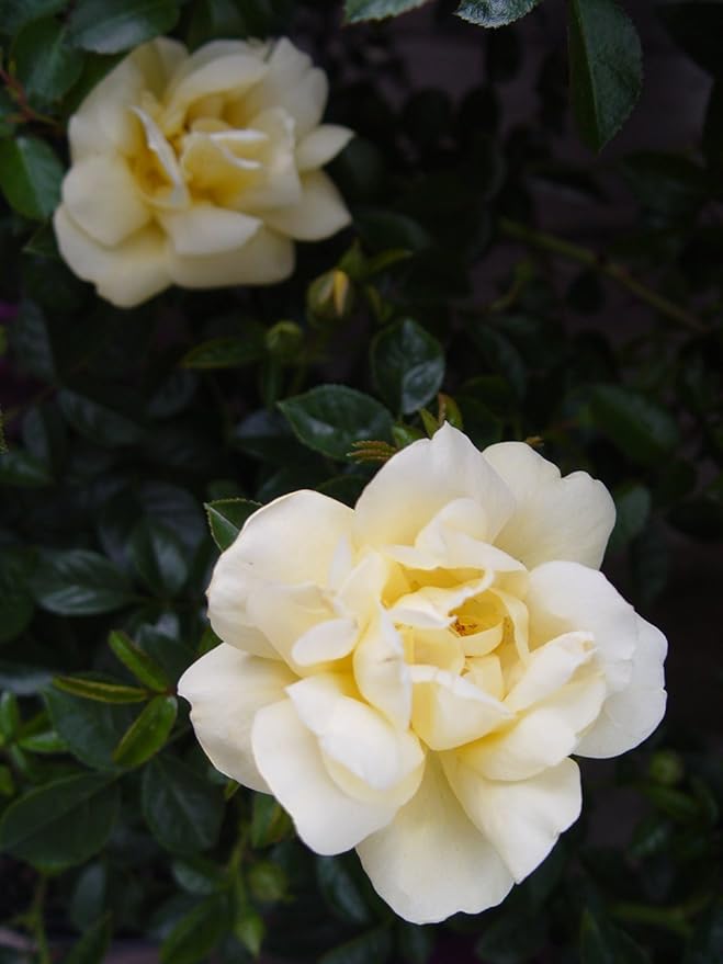 Green Promise Farms Rosa Carpet (Ground Cover) Rose, 2 Size Container, yellow flower
