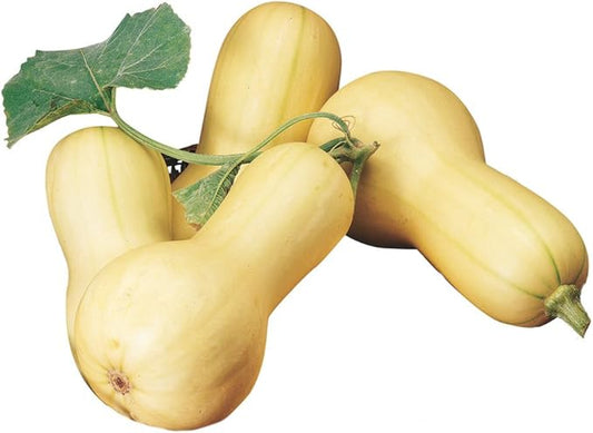 Burpee Butterbush Winter Squash Seeds 40 seeds