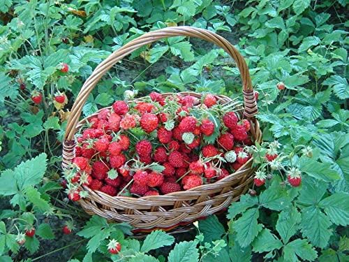 Seeds Fruit Alpine Strawberry Four Seasons Red Everbearing Non GMO for Planting - 100 Seeds