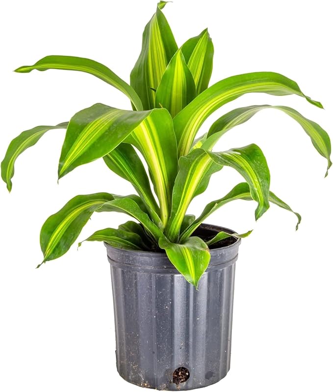 Premium Dracaena Potting Soil Mix - (2 Quart Bag)