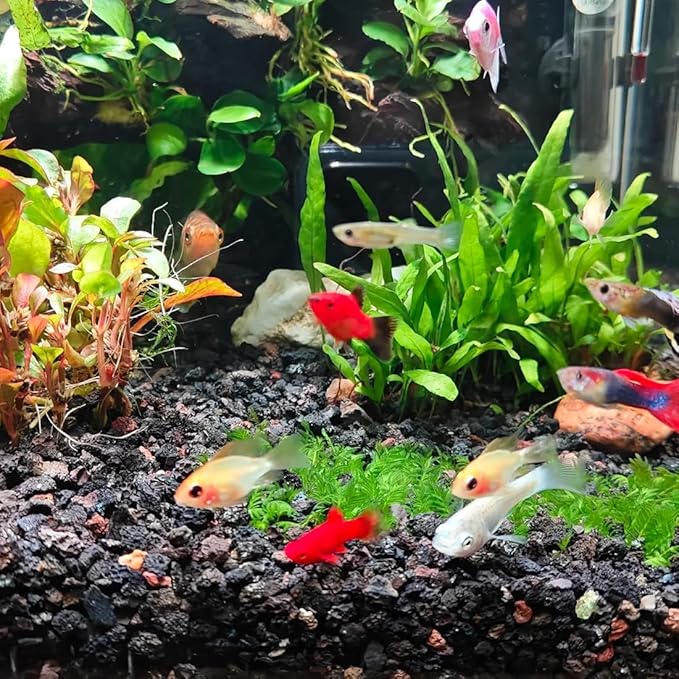 Black Horticultural Lava Rocks for Plants, 2lb Succulents Cactus Bonsai Soil Volcanic Rocks for Aquarium Outdoor Decorative Stones for Craft Projects, Vase Fillers