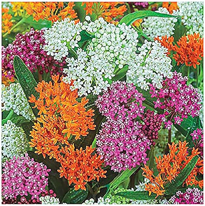 Common Milkweed Seeds - Asclepias syriaca - Attracts Monarch Butterflies