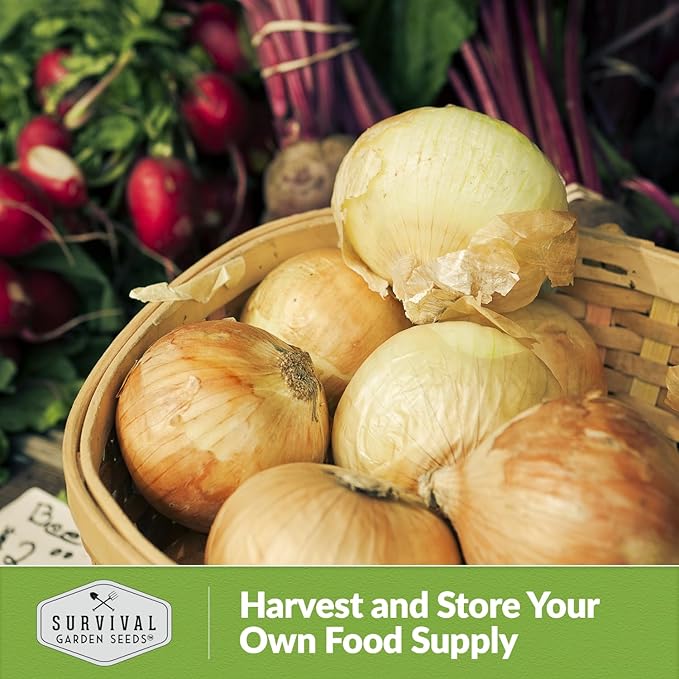 Yellow Sweet Spanish Onion Seed for Planting - 3 Packets with Instructions to Plant and Grow Long Day Onions in Your Home Vegetable Garden - Non-GMO Heirloom Variety - Survival Garden Seeds