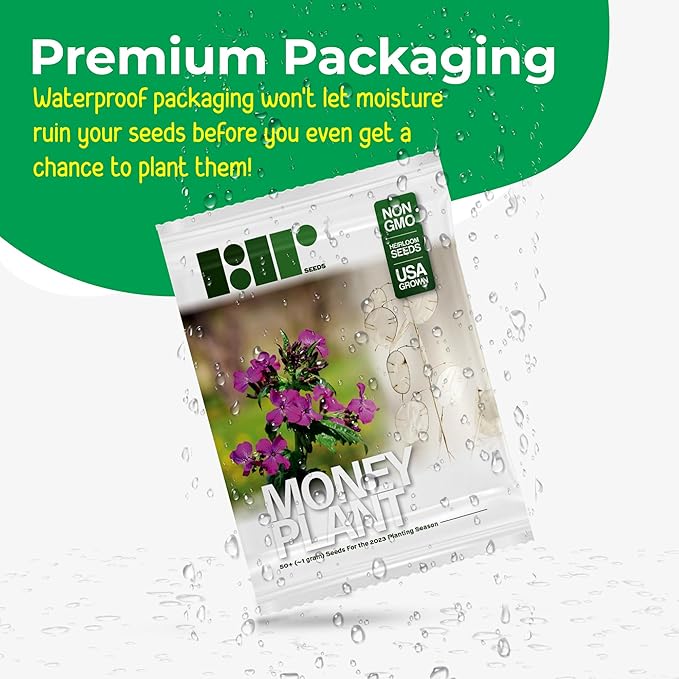 50 Lunaria Biennis Seeds - Silver Dollars, Money Plant, Honesty Plant, Moonwort