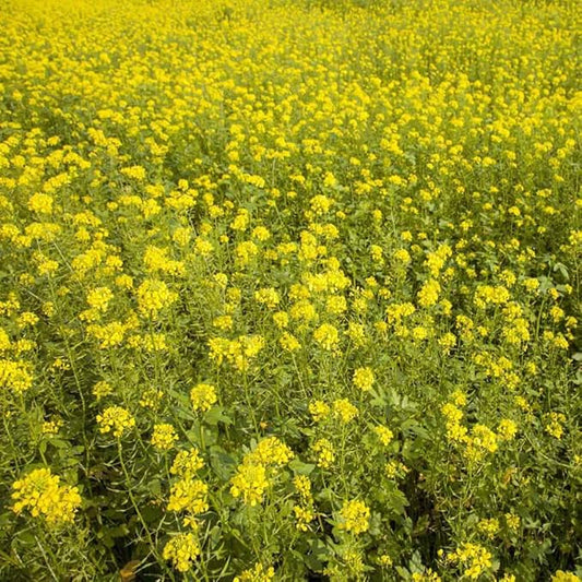 Outsidepride 50 lb. Seeds Annual White Mustard Cover Crop Seed for Planting