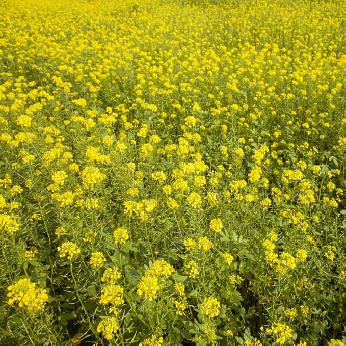 Outsidepride 5 lb. Seeds Annual White Mustard Cover Crop Seed for Planting
