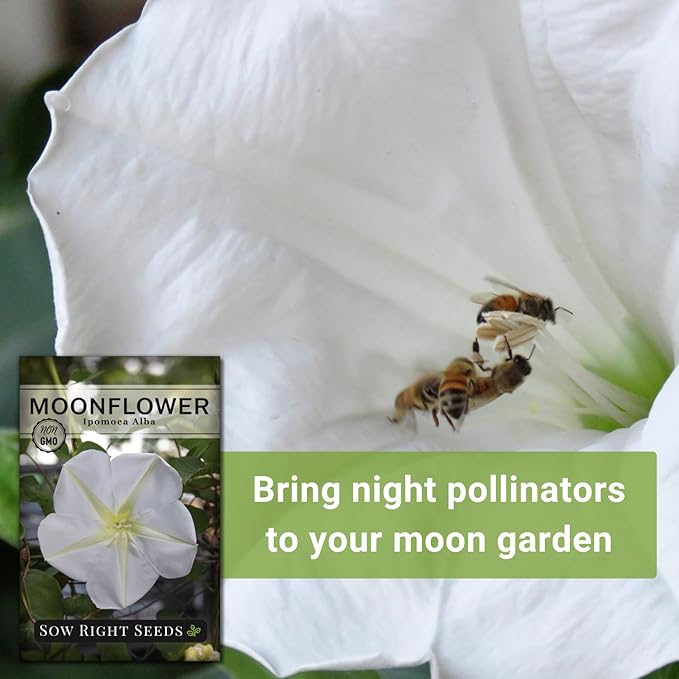 Sow Right Seeds - Moonflower (Ipomoea alba) Flower Seeds for Planting - Beautiful Flowers to Plant in Your Home Garden - Non-GMO Heirloom Seeds - Tall Annual Great for Cut Flowers - Wonderful Gift (2)