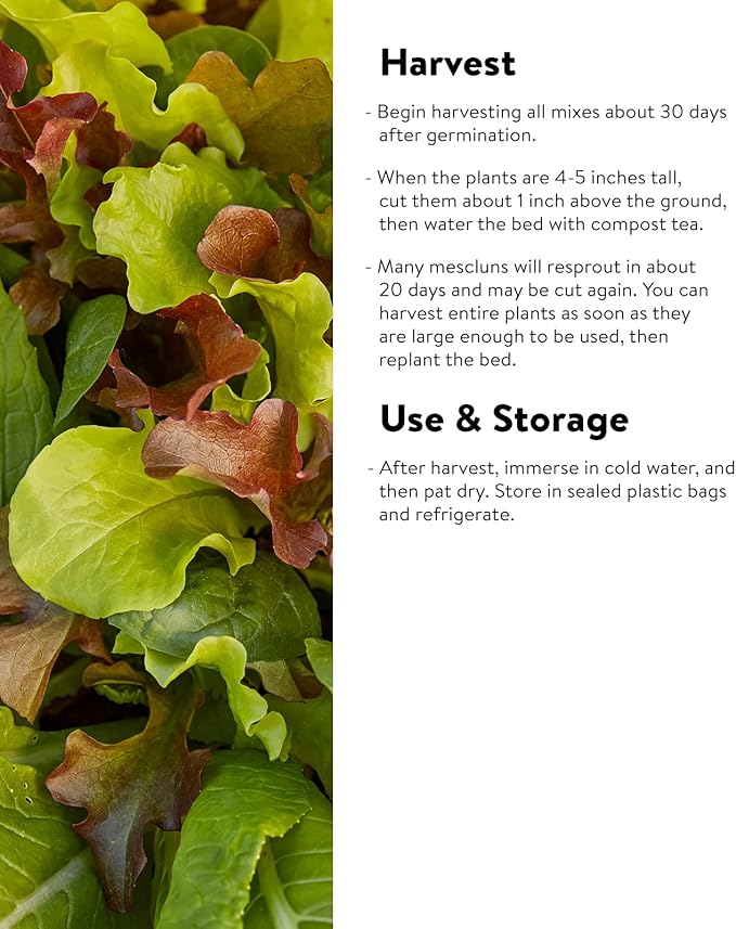 Burpee Sweet Salad Mix Mesclun Seeds 750 seeds