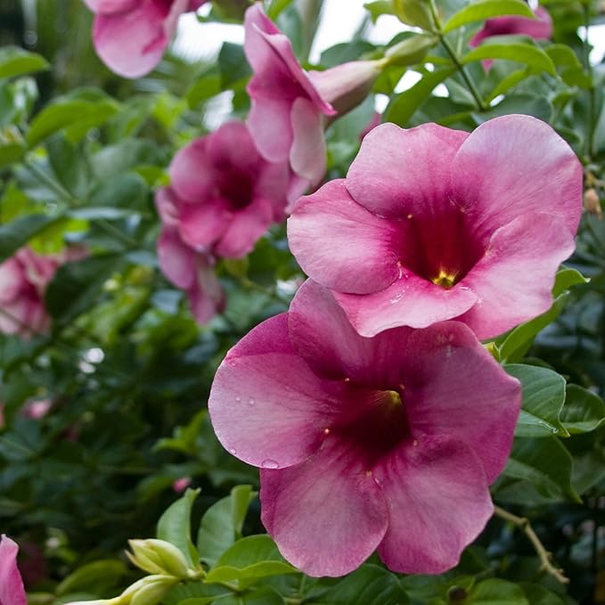 CHUXAY GARDEN Allamanda Blanchetii Seed 100 Seeds Purple Allamanda Evergreen Flowering Plant Highly Fragrant Eye-catching Decoration