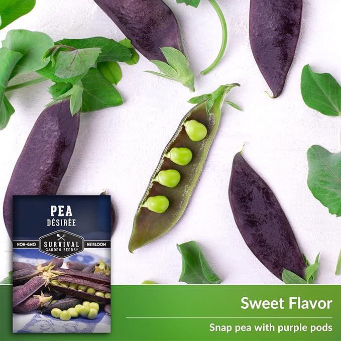 Desiree Pea Seed for Planting - 5 Packets with Instructions to Plant and Grow Delicious Purple-Podded Snap Peas in Your Home Vegetable Garden - Non-GMO Heirloom Variety - Survival Garden Seeds