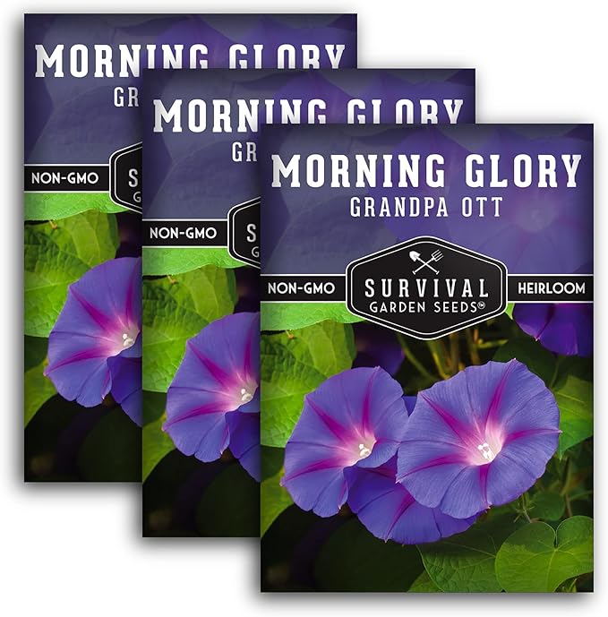 Survival Garden Seeds - Grandpa OTT Morning Glory Seed for Planting - 3 Packs with Instructions to Plant and Grow Ipomoea Purpurea in Your Home Vegetable Garden - Non-GMO Heirloom Variety