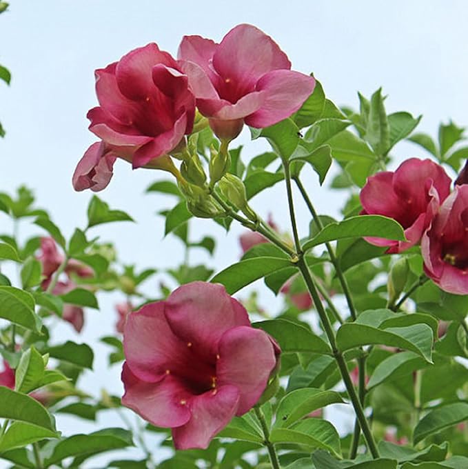 CHUXAY GARDEN Allamanda Blanchetii Seed 100 Seeds Purple Allamanda Evergreen Flowering Plant Highly Fragrant Eye-catching Decoration