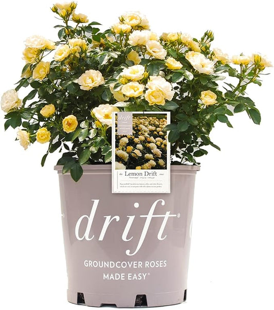 PERFECT PLANTS Lemon Drift Rose Bush 1 Gallon | Live Bushes for Outdoor Planting | Ground Cover Roses Stay Small | Bright Yellow Blooming Shrubs