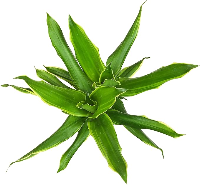 Dracaena Steudneri Moonlight 4 Pack House Plant, 4 Inch Pots for Plants, Dragon Tree Plants for Delivery Prime, Low Light House Plants, Live Plants Indoor Plants Live Houseplants by Plants for Pets