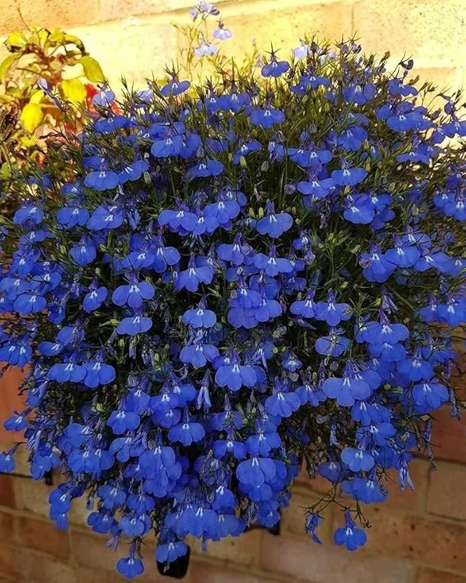 10000 Creeping Thyme Seeds for Planting Perennial Blue Thyme Ground Cover Plants Heirloom Flowers Non-GMO Thymus Serpyllum Seed High Germination Rate