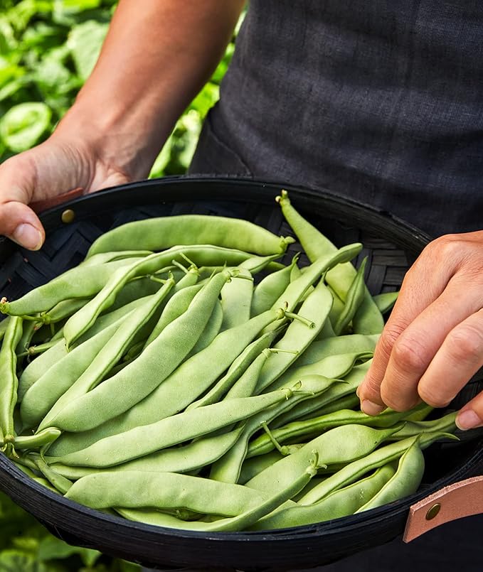 Burpee Early Italian Bush Bean Seeds 2 ounces of seed