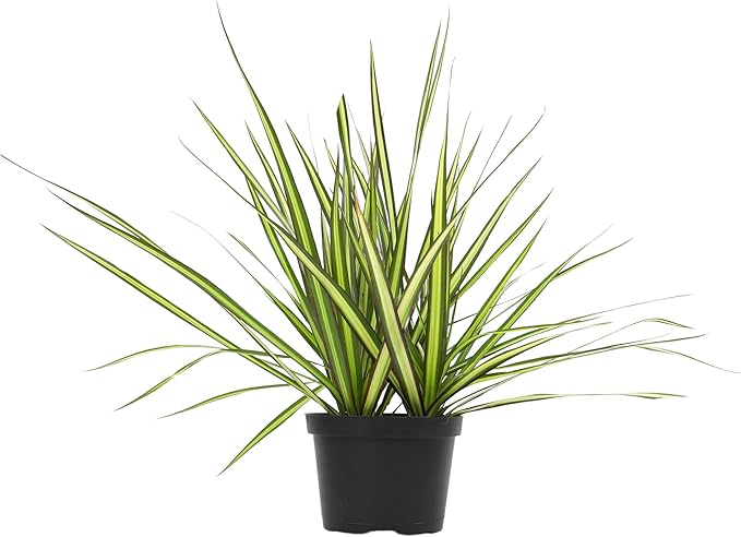 Sunray Dracaena Plant Live Dragon Tree in 6 inch Pot, Easy Plant Decor, Variegated Dracaena Marginata House Plant, Air Purifying Plant, Live Indoor Plant, Desk Plant & Office Plant by Plants for Pets