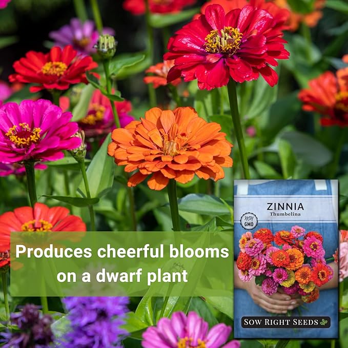 Sow Right Seeds - Thumbelina Zinnia Seeds for Planting - Beautiful to Plant in Your Flower Garden - Non-GMO Heirloom Packet with Instructions - Annual Cut and Come Again for Bouquets (1)