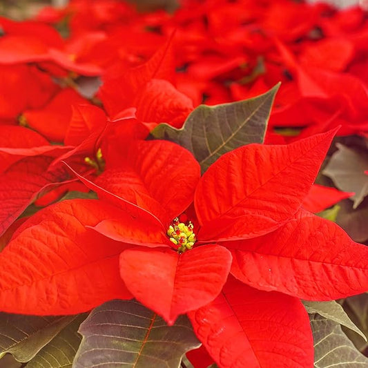 Poinsettia Seeds Christmas Star Perennial Drought Tolerant Landscape Hedges Screens Patio Container Indoor Outdoor 100Pcs Shrub Seeds by YEGAOL GARDEN