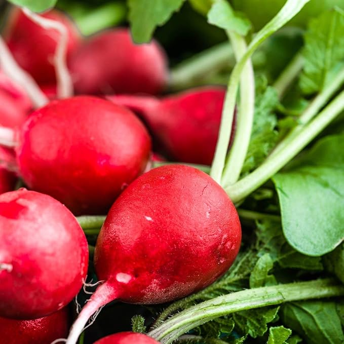 The Old Farmer's Almanac Organic Radish Seeds (Cherry Belle) - Approx 400 Seeds - Certified Organic, Non-GMO, Open Pollinated, Heirloom, USA Origin