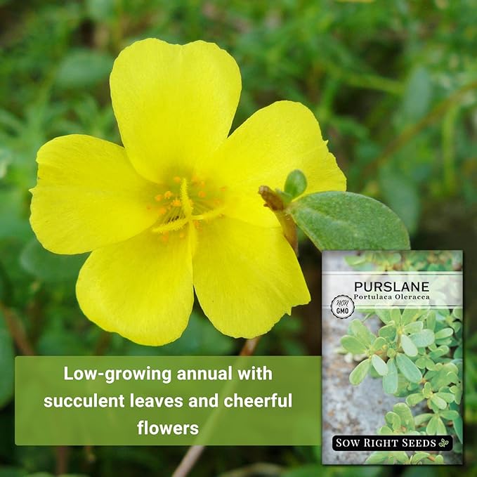 Sow Right Seeds - Purslane Seeds for Planting - Non-GMO Heirloom Packet with Instructions to Grow an Outdoor or Indoor Vegetable Garden - Rare Edible & Culinary Variety - Medicinal Benefits & Uses (1)