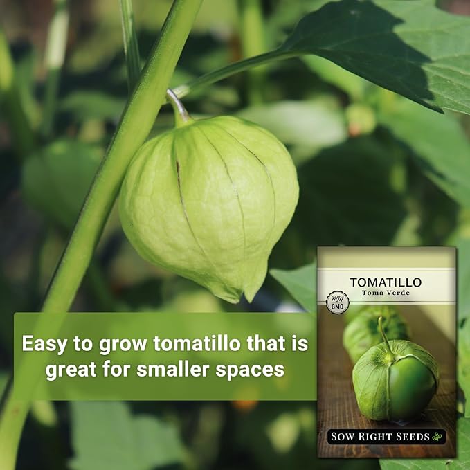 Sow Right Seeds - Toma Verde Tomatillo Seeds for Planting - Non-GMO Heirloom Packet with Instructions to Plant a Home Vegetable Garden - Mexican Husk Tomato - Ground Cherries Great for Salsa (4)